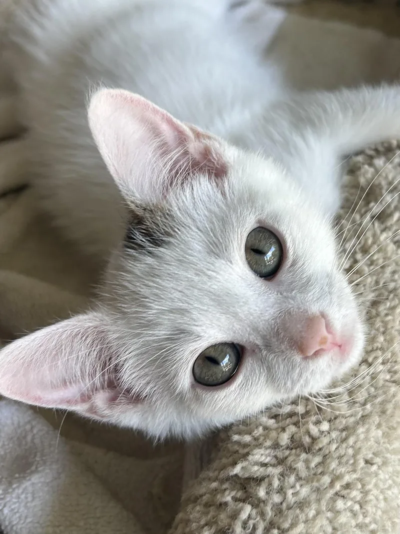 A baby medium-sized male Domestic Short Hair cat named Luke for adoption in Jeffersonville, IN