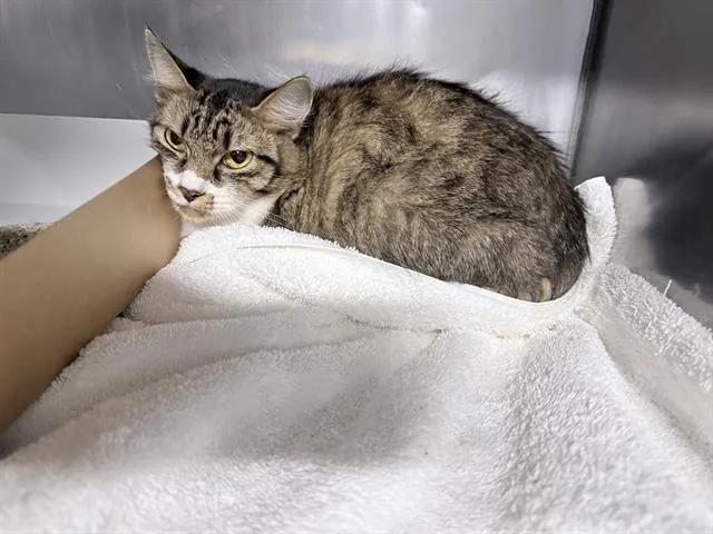 A young small-sized female Domestic Medium Hair cat named Cleo for adoption in Panama City, FL