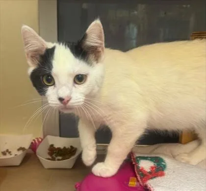 A baby small-sized male Domestic Short Hair cat named Felix for adoption in Bellevue, WA