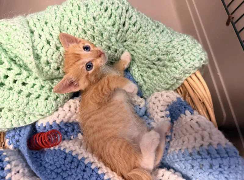 A baby medium-sized male Domestic Short Hair cat named Pumpkin for adoption in Batesville, AR