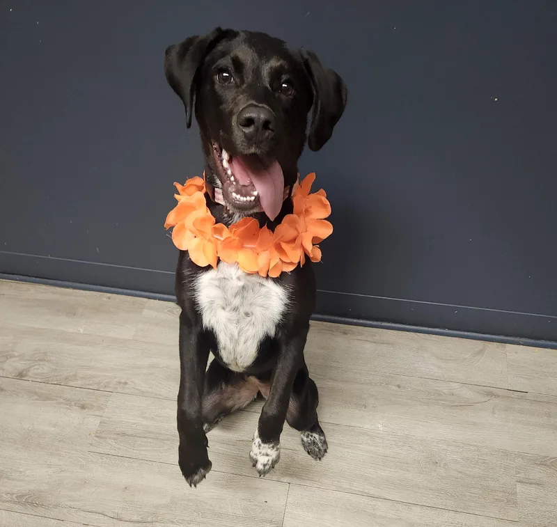 A baby medium-sized female Black Australian Cattle Dog / Blue Heeler dog named Keurig for adoption in Mansfield, OH