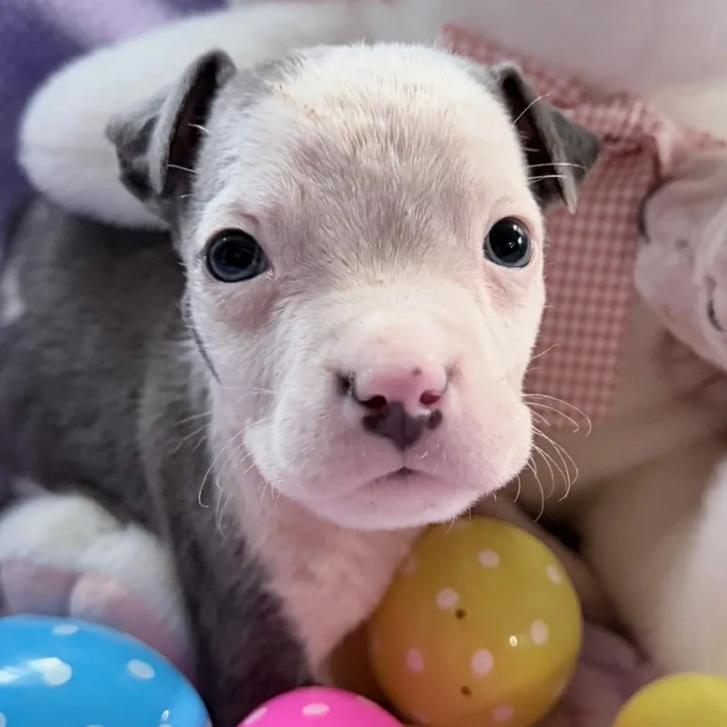 A baby small-sized male White / Cream Pit Bull Terrier dog named Peter for adoption in Northville, MI