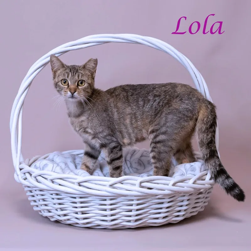 A young medium-sized female Brown / Chocolate Domestic Short Hair cat named Lola C for adoption in Lebanon, TN