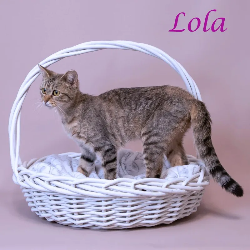 Lola C thumbnail 2