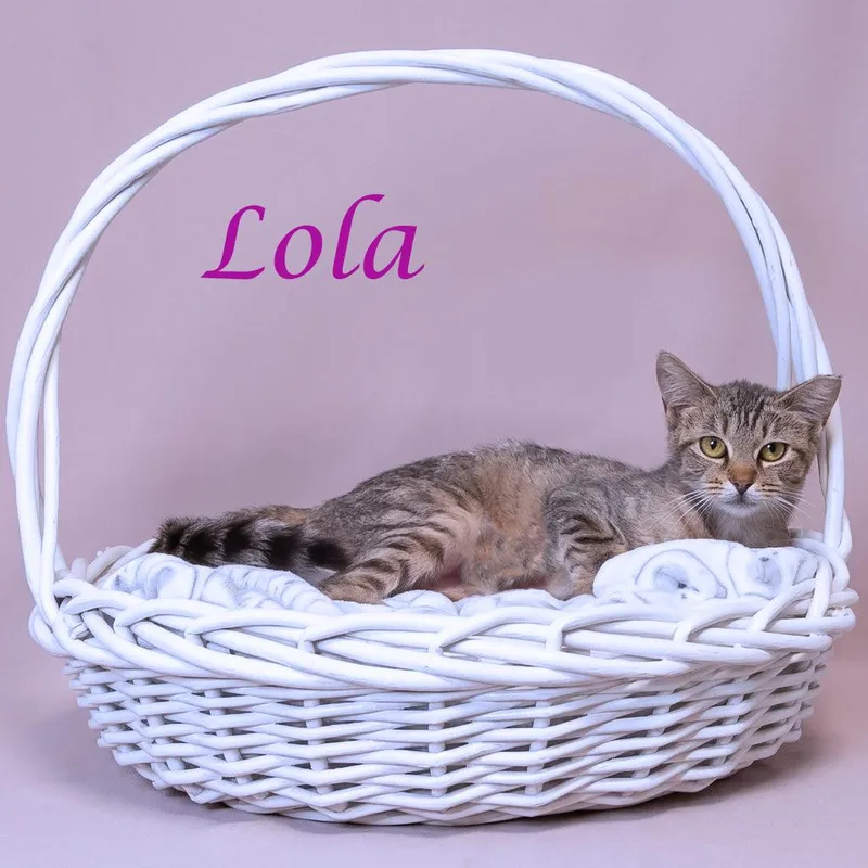 Lola C thumbnail 3