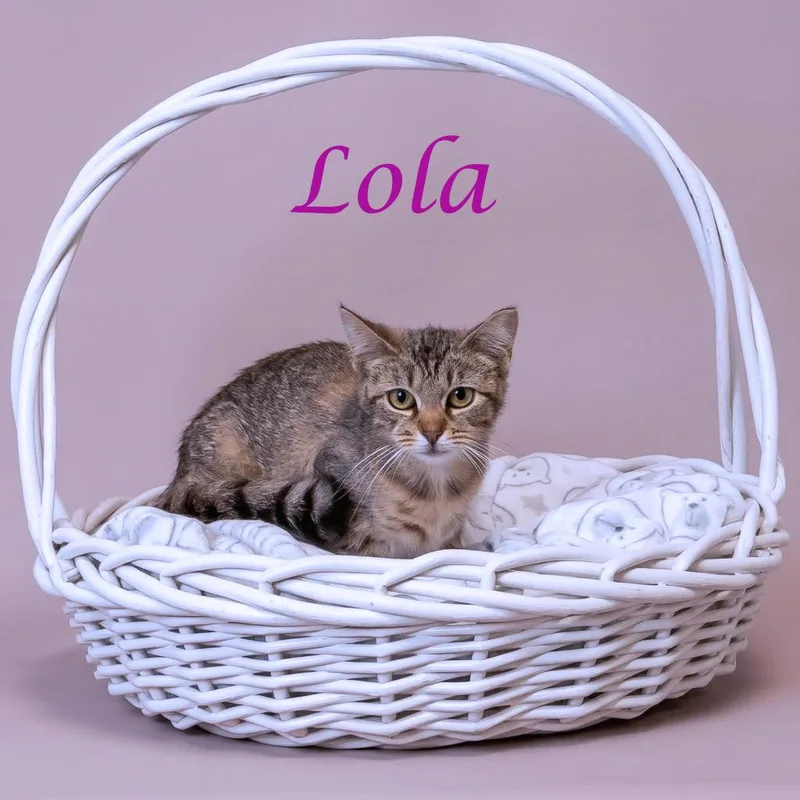 Lola C thumbnail 4