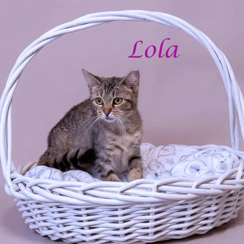 Lola C thumbnail 5