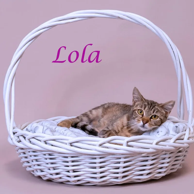 Lola C thumbnail 6