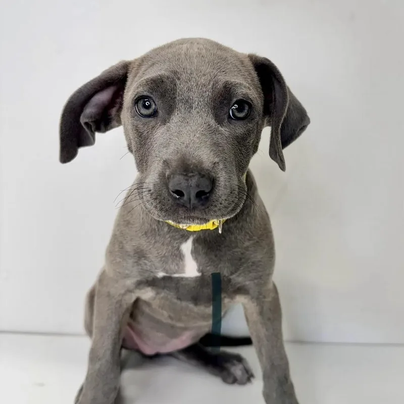 A baby small-sized female Gray / Blue / Silver Mixed Breed dog named Jean Gray for adoption in Saint Charles, MO