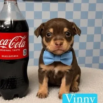 A baby small-sized male Brown / Chocolate Yorkshire Terrier dog named Vinny for adoption in Crosby, TX