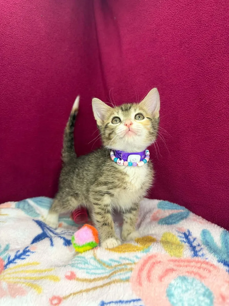 A baby small-sized female Orange & White Tabby cat named Skyla for adoption in Tavares, FL