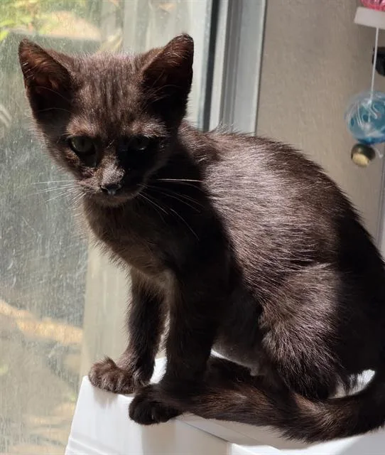 A baby small-sized female Domestic Short Hair cat named Remington for adoption in Camarillo, CA