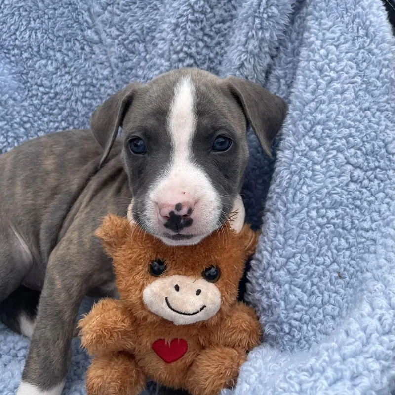 A baby medium-sized male Gray / Blue / Silver Mixed Breed dog named Roscoe for adoption in Williston, FL