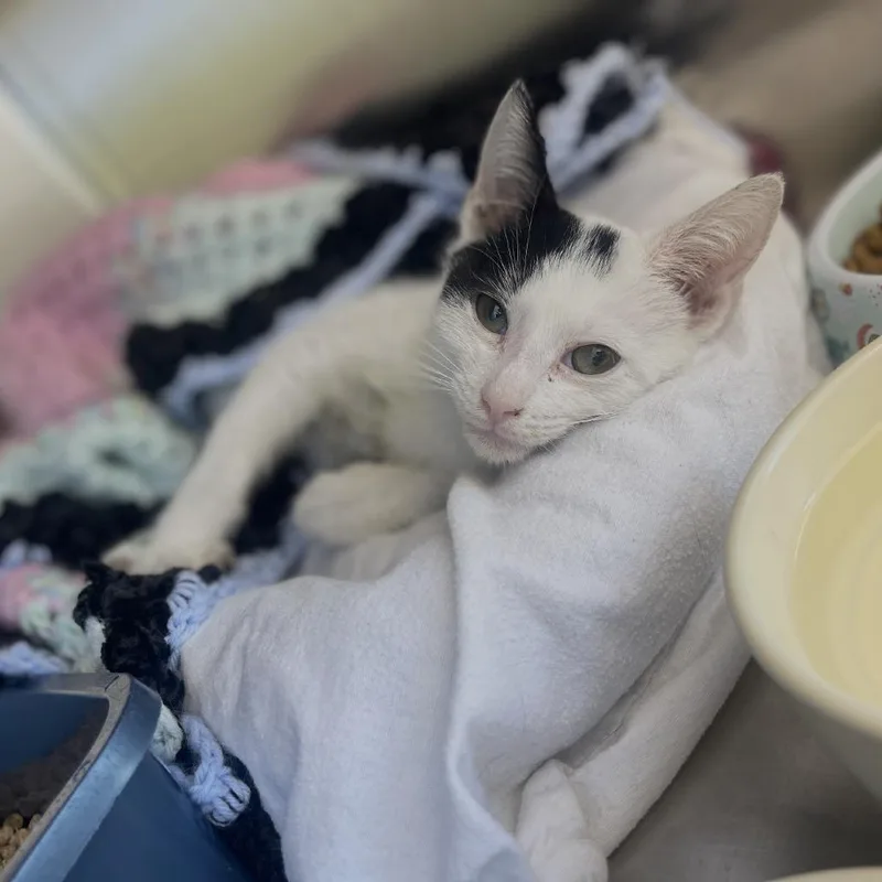 A baby small-sized male White Domestic Short Hair cat named Father Virgo for adoption in Bensalem, PA