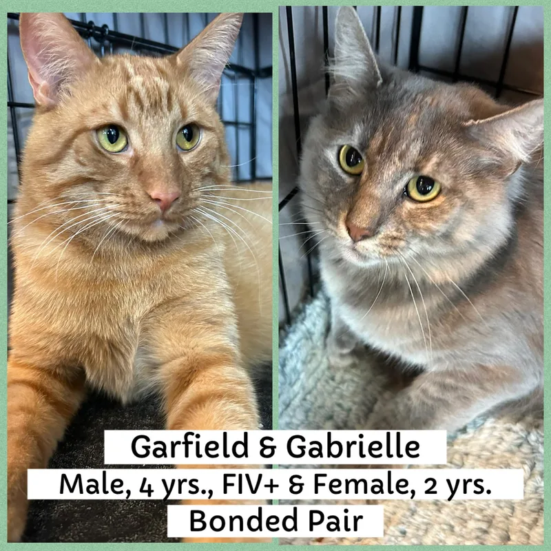 Garfield & Gabrielle thumbnail 2