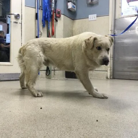 An adult large-sized male Great Pyrenees dog named Bubba for adoption in Riverside, CA