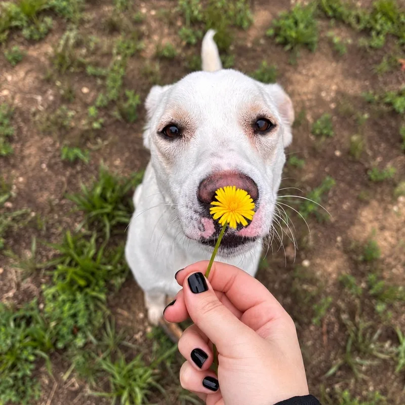 An adult medium-sized female White / Cream Labrador Retriever dog named Yuki for adoption in Stafford, VA