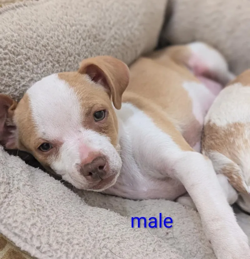 A baby small-sized male Chihuahua dog named Mario for adoption in Seven Points, TX
