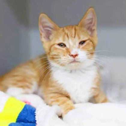 A baby small-sized female Orange / Red Domestic Short Hair cat named Enid for adoption in Atlanta, GA