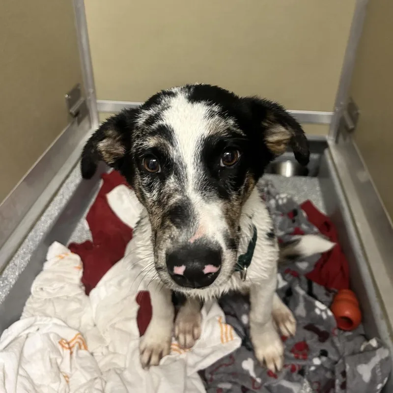 A young medium-sized male Australian Cattle Dog / Blue Heeler dog named Forest for adoption in Durango, CO