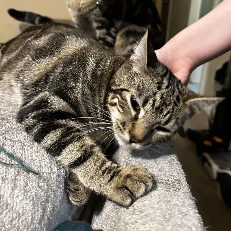 Cassiebonded Sisters thumbnail 2