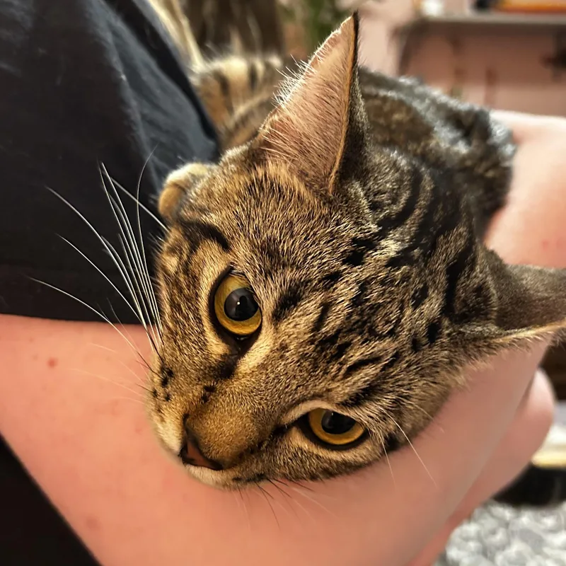 Cassiebonded Sisters thumbnail 3