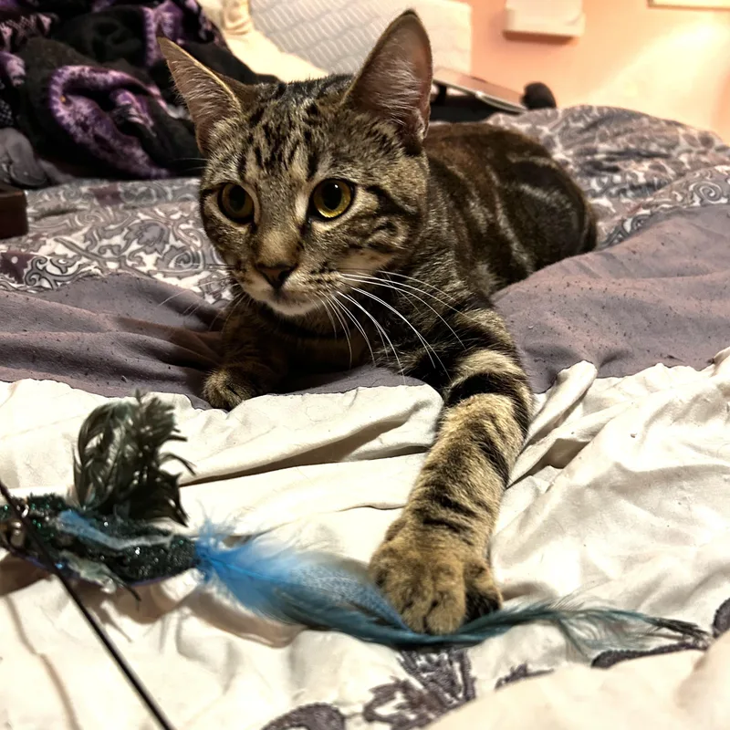 Cassiebonded Sisters thumbnail 4