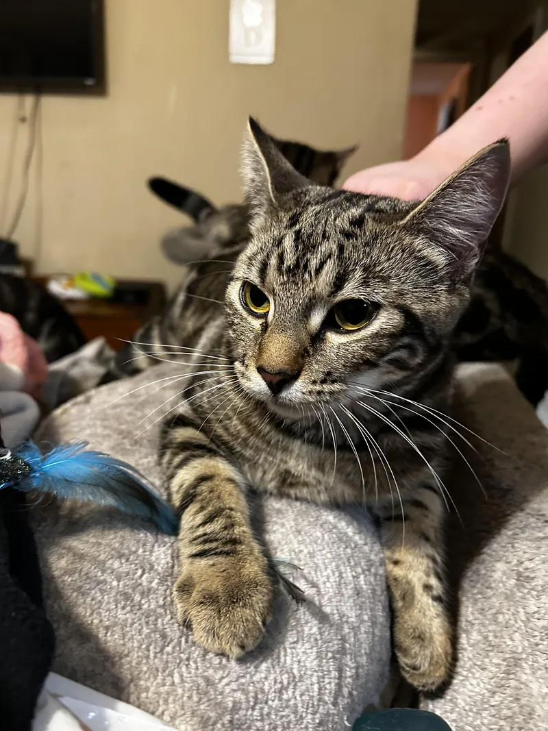 Cassiebonded Sisters