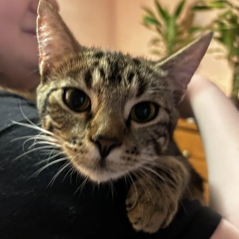 Cassiebonded Sisters thumbnail 5