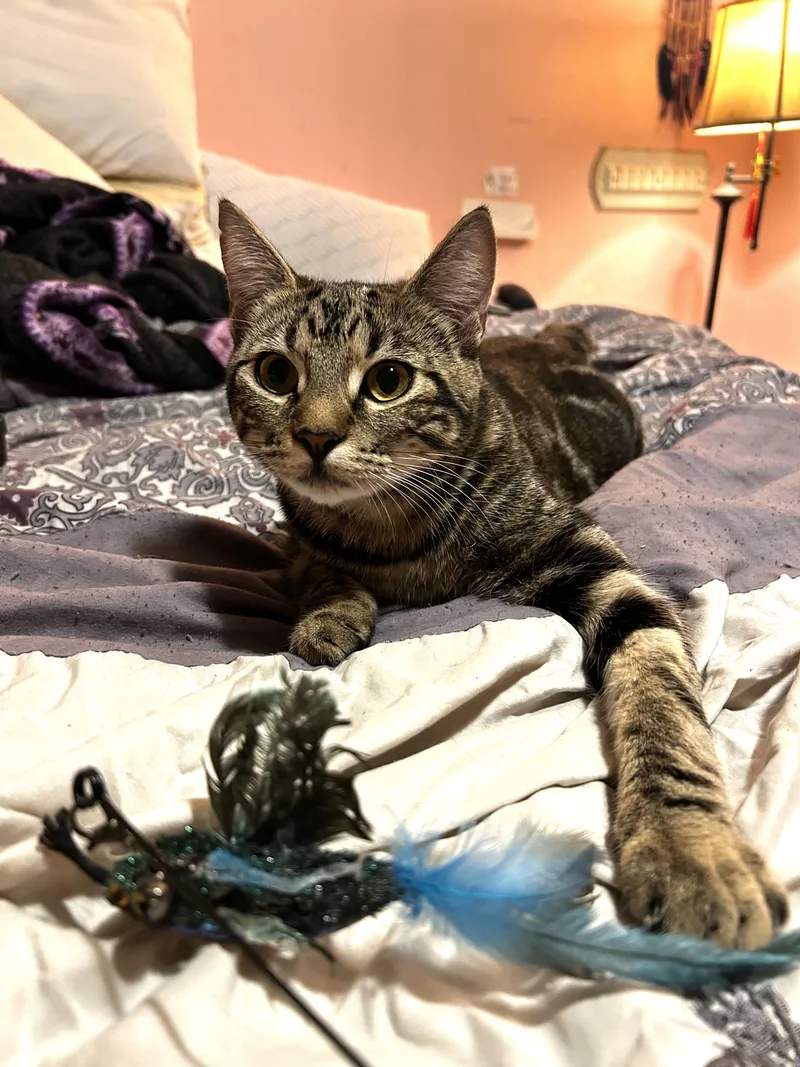 Cassiebonded Sisters thumbnail 6