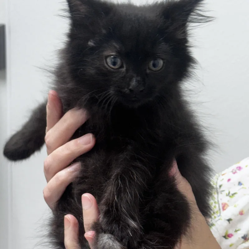 A baby large-sized female Smoke Domestic Long Hair cat named Annie for adoption in Pottsville, PA