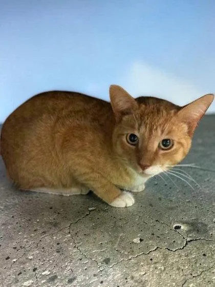 An adult medium-sized male Orange / Red Domestic Short Hair cat named Trigger for adoption in Sullivan, IN