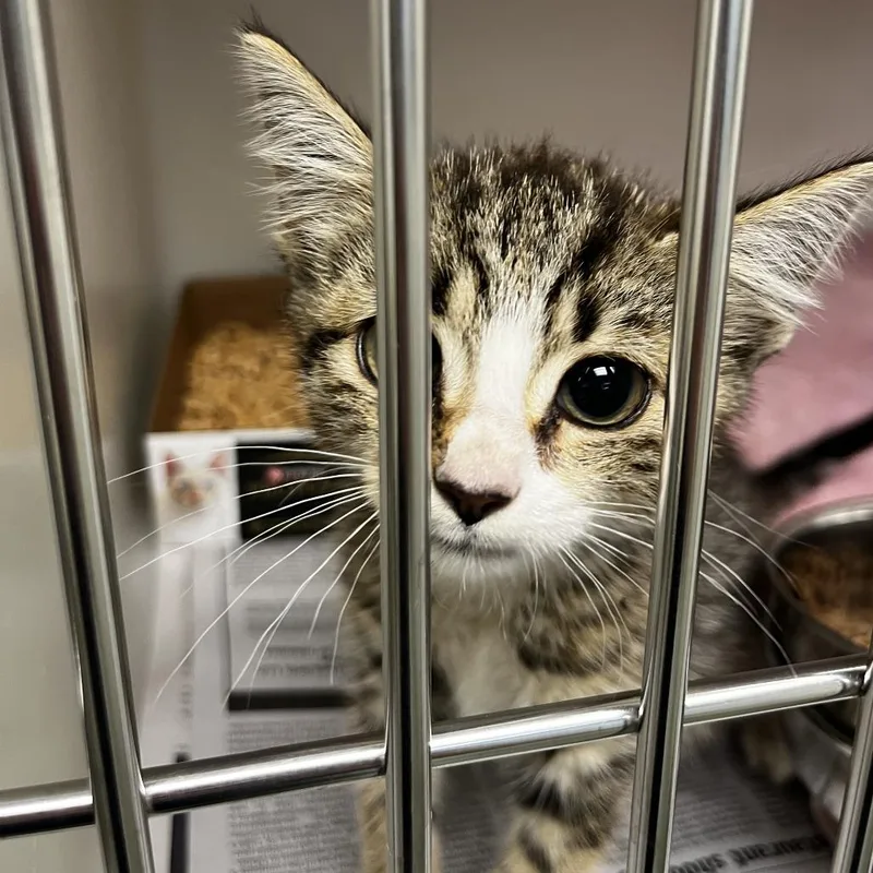 A baby medium-sized female Brown / Chocolate Domestic Short Hair cat named Emma for adoption in Harrisonburg, VA