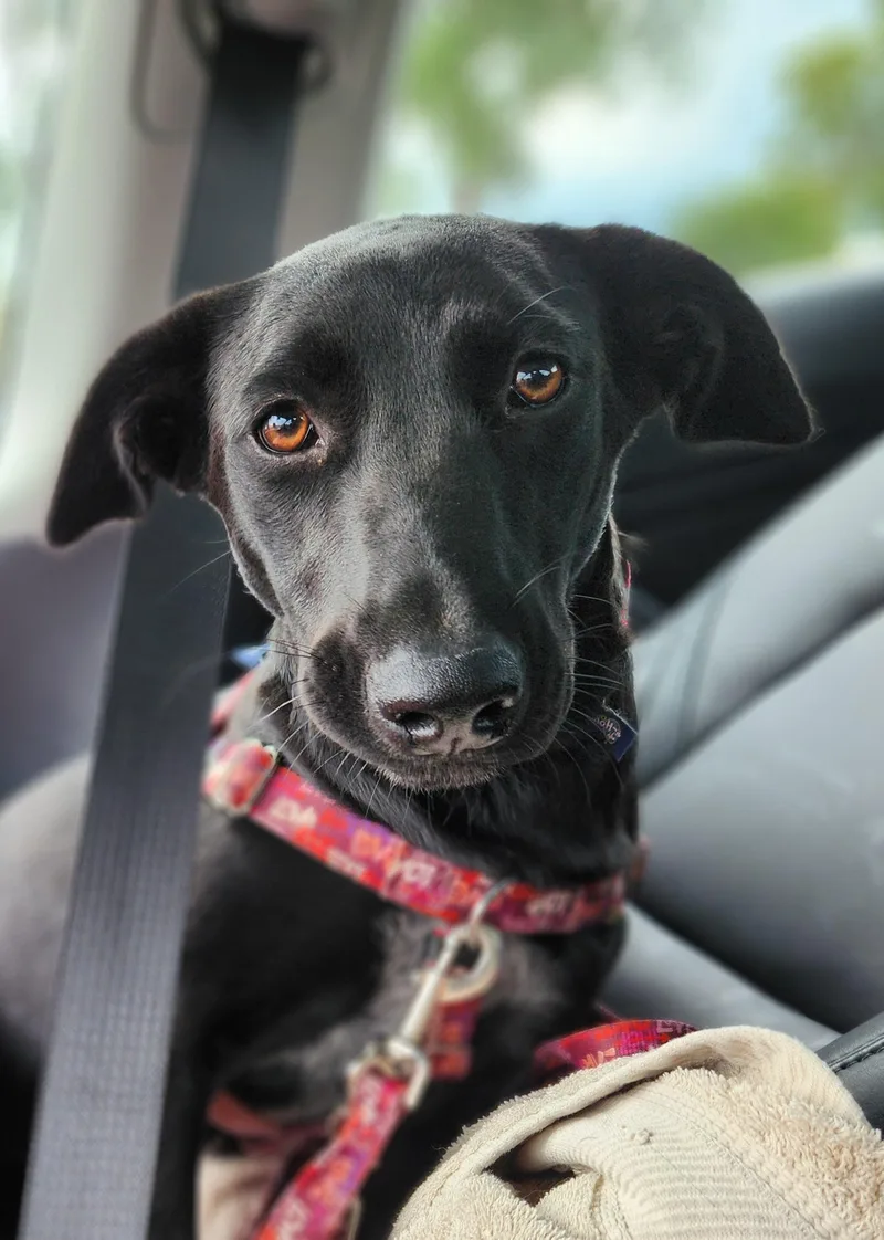 A young medium-sized female Black Black Labrador Retriever dog named Star for adoption in Orlando, FL