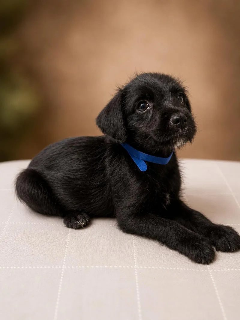 A baby small-sized male Maltipoo dog named River for adoption in Dallas, TX