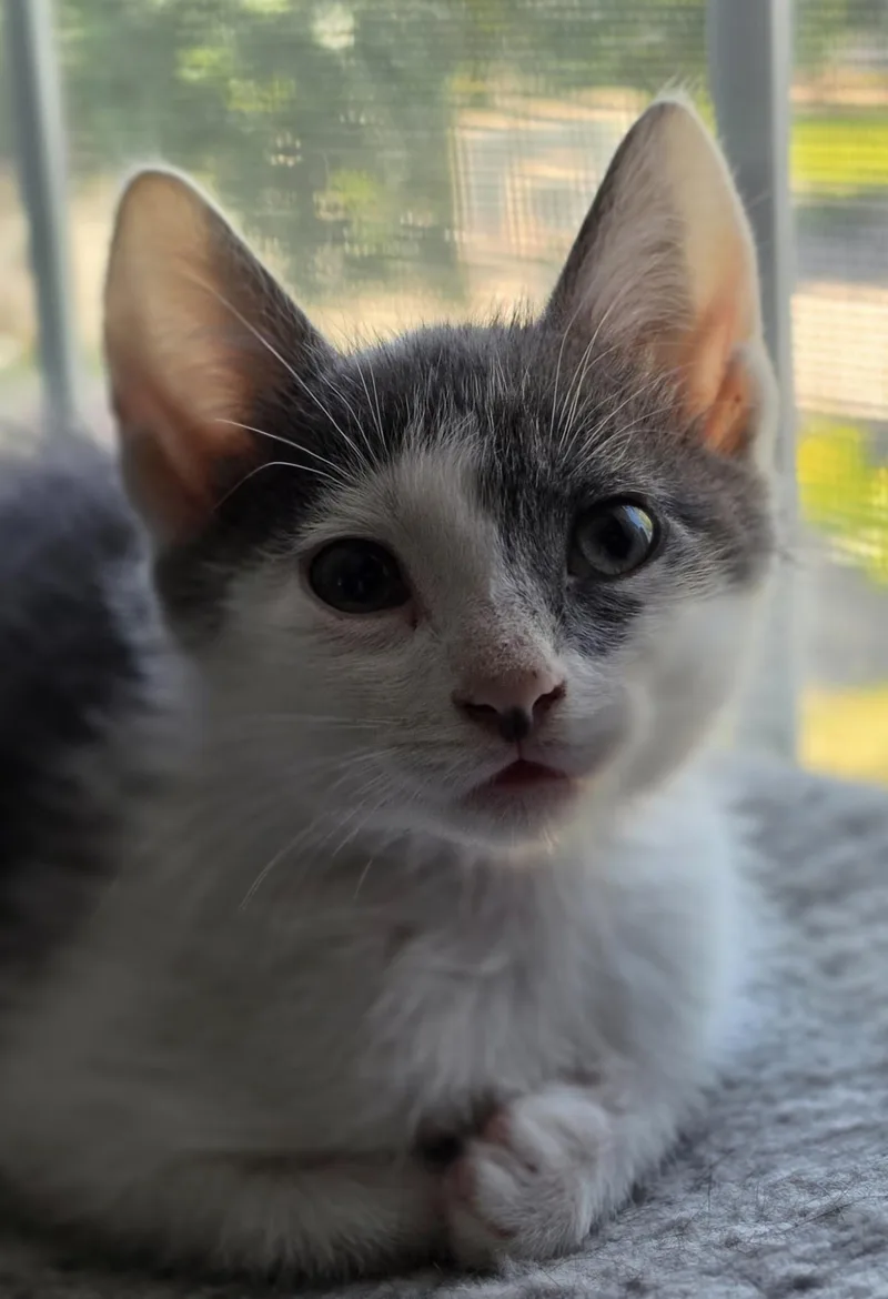 A baby small-sized male Domestic Medium Hair cat named Scar for adoption in Lockport, IL