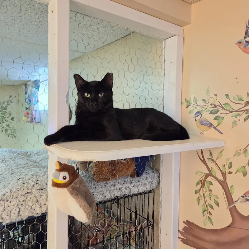 A young small-sized male Black American Shorthair cat named Keeper for adoption in Parlin, NJ