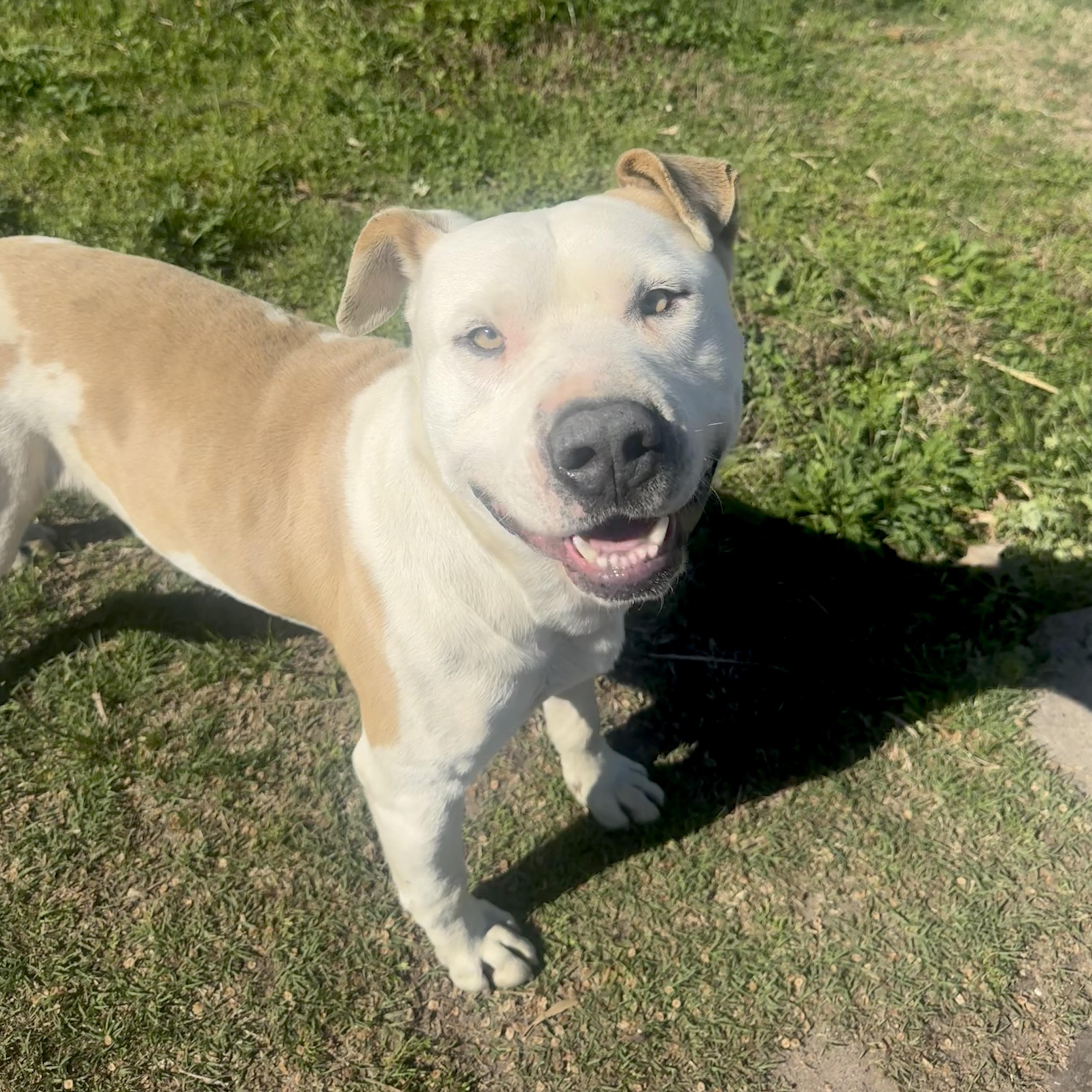 An adult large-sized male American Staffordshire Terrier dog named Beaux for adoption in Scroggins, TX