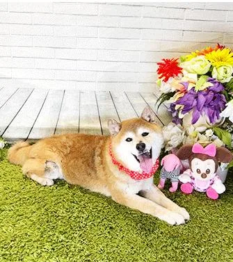 An adult medium-sized female Brown / Chocolate Shiba Inu dog named Inu for adoption in Castro Valley, CA