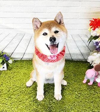 Inu thumbnail 2
