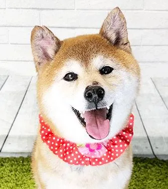 Inu thumbnail 3