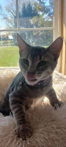 Iris {and Aster} thumbnail 4