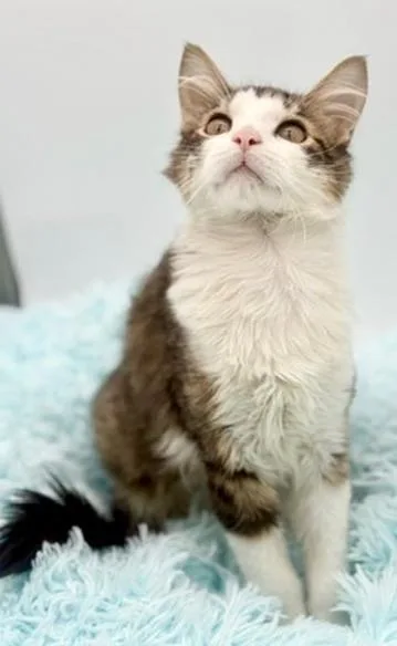 A baby medium-sized male White Ragdoll cat named Toad for adoption in Covington, LA
