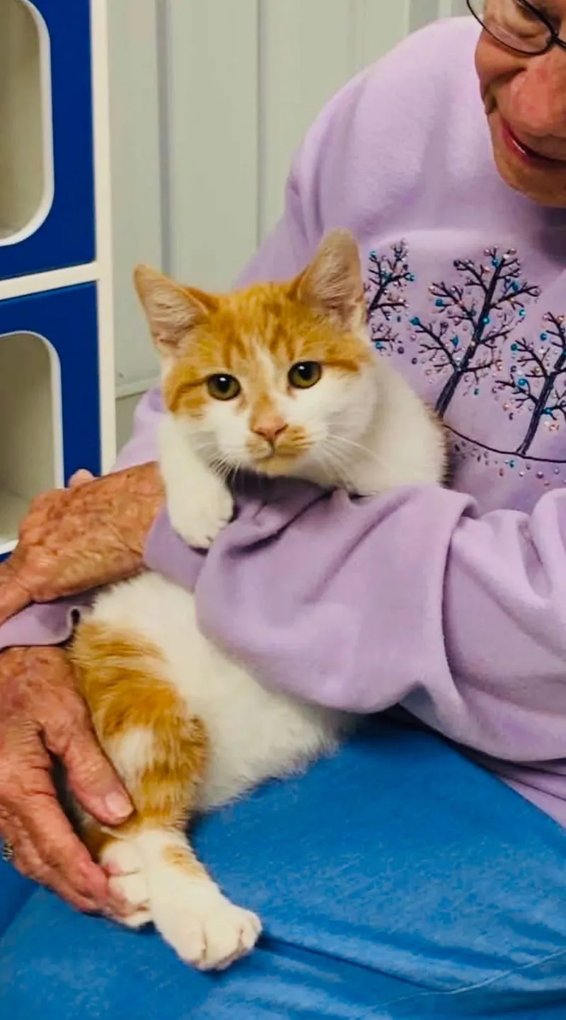 An adult medium-sized male Domestic Short Hair cat named Tootie for adoption in Anderson , SC