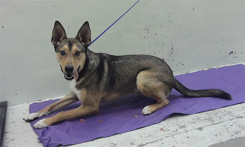 A young small-sized male German Shepherd Dog dog named Reed for adoption in Houston, TX