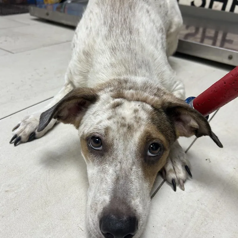 A young medium-sized female White / Cream Mixed Breed dog named Ciabatta for adoption in Lufkin, TX