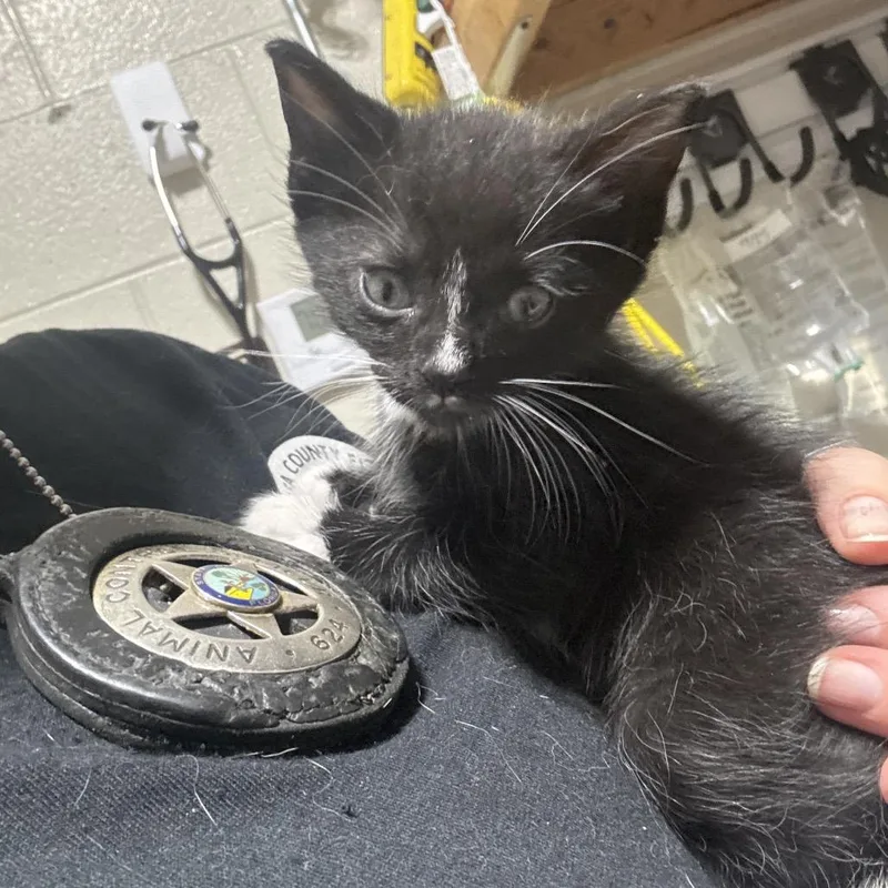 A baby small-sized male Black Domestic Short Hair cat named Bits for adoption in Milton, FL
