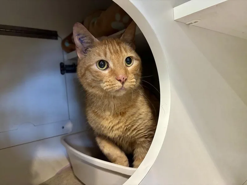 An adult medium-sized male Tabby (Orange / Red) Domestic Short Hair cat named Nolan for adoption in Telford, PA