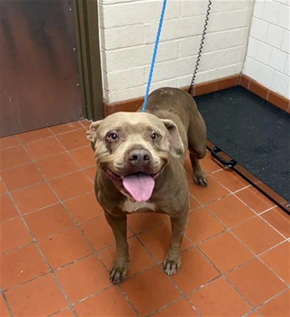 An adult large-sized female Pit Bull Terrier dog named Clover for adoption in Camarillo, CA