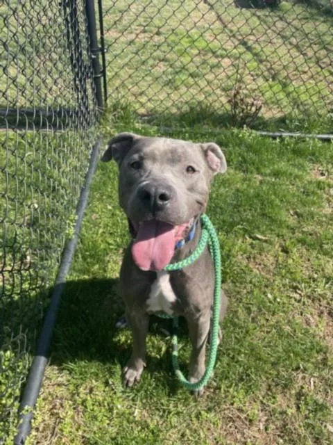 An adult medium-sized male Pit Bull Terrier dog named Guapo for adoption in Derwood, MD